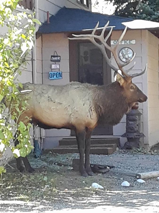 Skyline Cottages Estes Park Luaran gambar